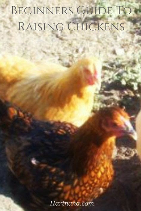 in this beginners guide to raising chickens we are going to cover
