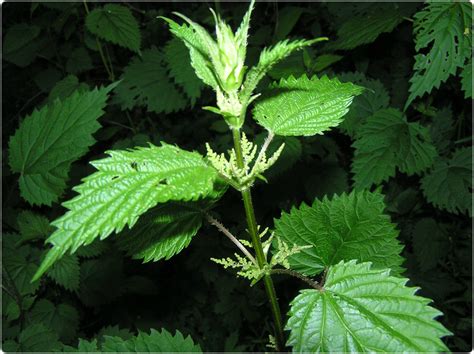 stinging nettle frequently asked questions faq wolf camp blue skye