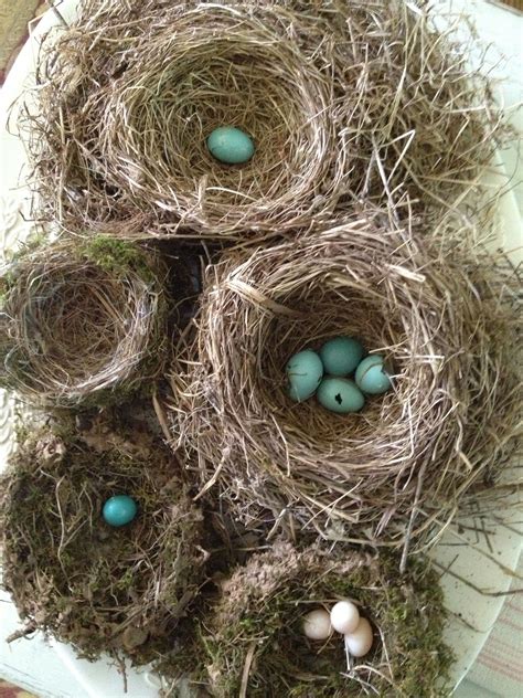 My Birdnest Collection Bird Nest Nest Dinosaur Games