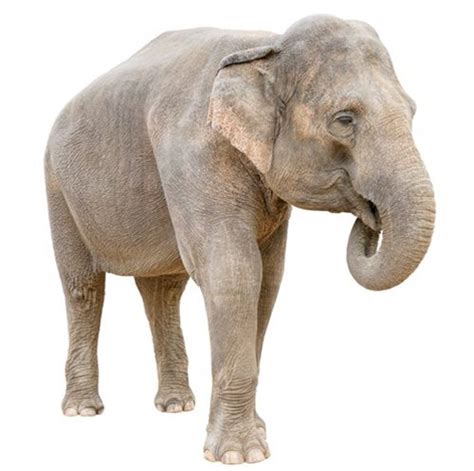Defining Species—an Elephant Sized Problem Answers In Genesis