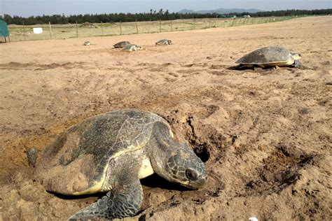 protecting olive ridley   pandemic orissapost