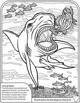Haai Moeilijk Sharknado Dinosaurus Sharks Vulkaan Dora Dover Doverpublications Downloaden Underwater sketch template