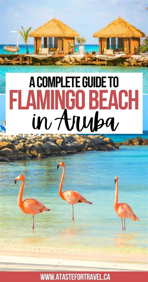 day pass  renaissance island aruba aruba travel flamingo beach aruba