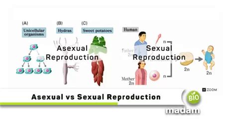 Difference Between Sexual And Asexual Reproduction Biomadam Free Hot
