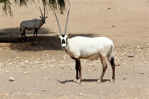 arabian oryx oryx leucoryx zoochat