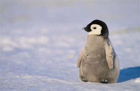 peek  penguin  counterintuity