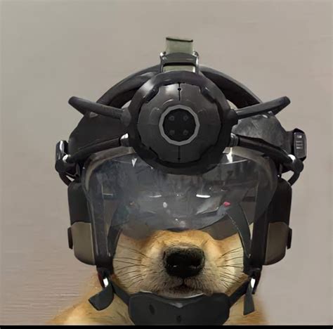 funny dog  goggles  helmet