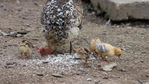 poultry farming  kenya