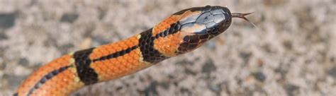 okinawa coral snake venomous snakes   ryukyu islands  shawn