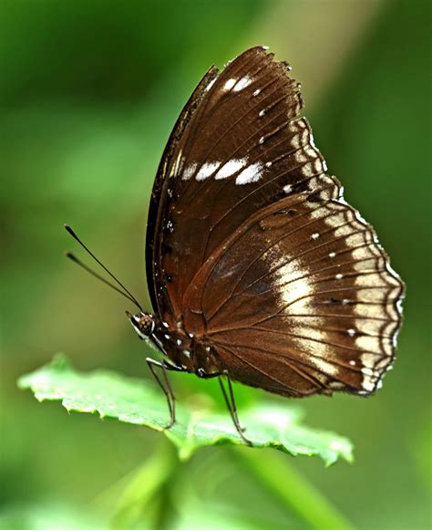 jjs photographic nature blog butterflies   bard