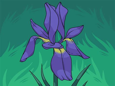 easy ways  draw  flower wikihow