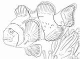 Clownfish Coloring4free 2021 Sheets Coloring Animal Printable Pages 1097 Related sketch template