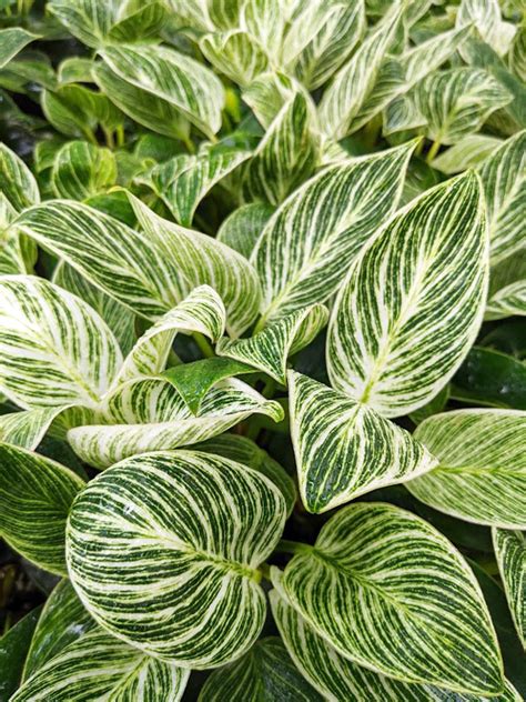 Super White Philodendron Birkin Variegata in 2x2x7â€³ Pot