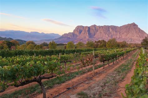 stellenbosch south africa   wine