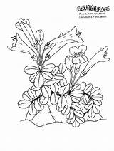 Wildflower Botany Coloringhome sketch template