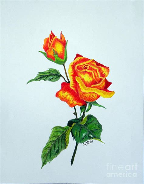 lovely rose drawing by terri mills