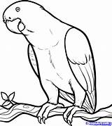 Coloring Parrot African Pages Animal Birds Animals Template Drawing Step Draw Grey sketch template