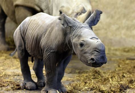 moment cute baby rhino takes  steps