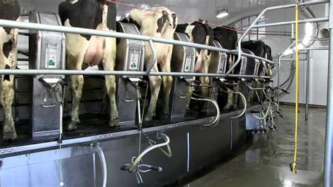 Massive Dairy Farms And Locals Debate