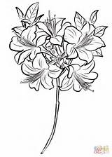 Azalea Dibujo Rododendro Sin Azaleas Dibujosparacolorear Hermosas Grandes Disenos sketch template