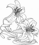 Coloring Flower Pages Flowers Lily Drawing Drawings Printable Adults Adult Lilies Color Advanced Nature Rose Easy Step Draw Kids Books sketch template