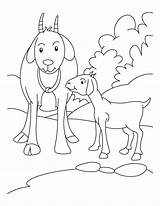 Goat Coloring Pages Kid Goats Boer Drawing Mother Pygmy Farm Colouring Baby Animals Kids Bestcoloringpages Animal Printable Sheets Color Their sketch template