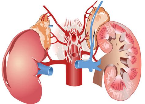 health topics blogs kidney