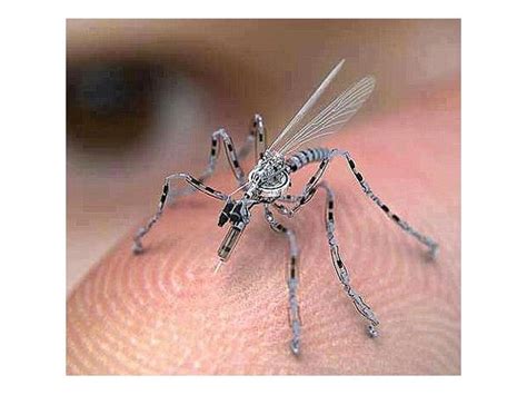 rise   insect drones   quantum evolution science
