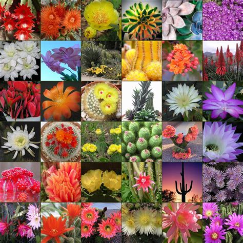 colorful cacti cactus flower mosaic  created    flickr