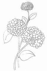 Coloring Hydrangea Pages Flower Lineart Drawing Girls Coloringpagesfortoddlers Flowers Book sketch template