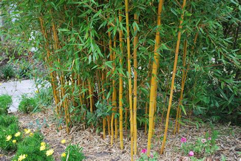 phyllostachys vivax aureocaulis bamboo  sale uk letsgoplantingcouk