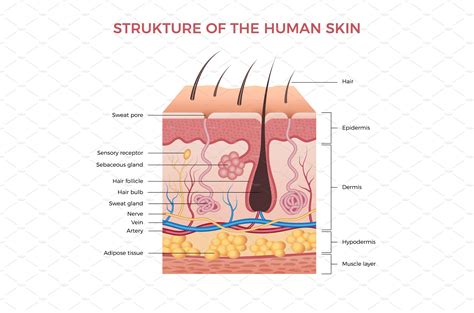 skin anatomy human normal skin background graphics creative market