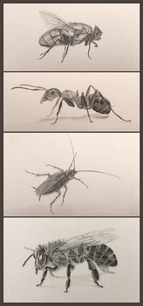 insects pencil drawing natural form art insect art fine art drawing