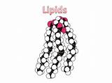 Lipids Molecule Molecules Fats Waxes sketch template