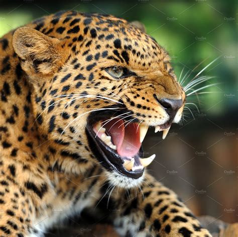 leopard high quality animal stock  creative market