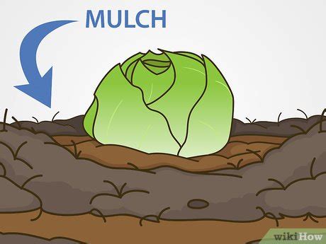 grow iceberg lettuce  pictures wikihow