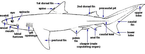 shark anatomy discover fishes
