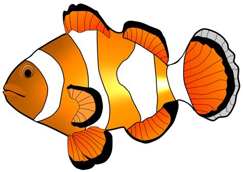 clown fish illustration danaamab top clipart clipartingcom