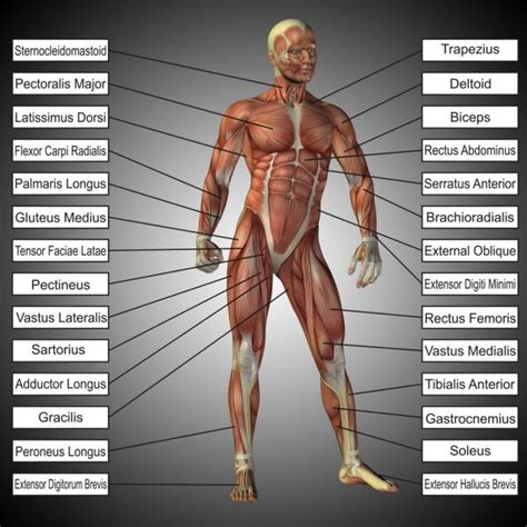 imágenes anatomía del cuerpo humano masculino y femenino cuerpo