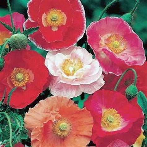 Fresh Seeds Poppy Shirley Corn Mixed Colors 1000 Seeds