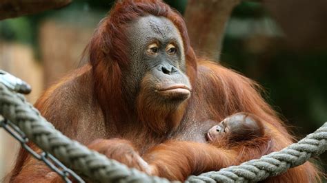 nachwuchs bei  utans im krefelder zoo lifestyle bildde