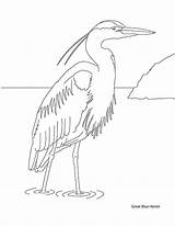 Coloring Pages Birds Book Downloaded Educational Copied Northwest Pacific Classroom Drawings Pdf Only Use Other May Heron Blue sketch template