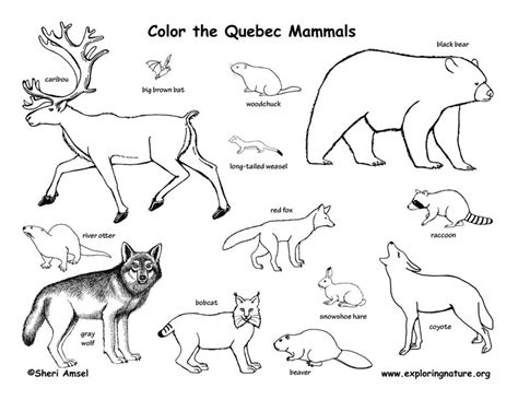 canada symbols coloring pages coloring pages