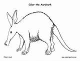 Aardvark Coloring Drawing Drawings Paintingvalley Exploringnature sketch template