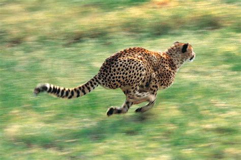 Usain Who Kenyan Villagers Chase Down Pair Of Super Fast Cheetahs