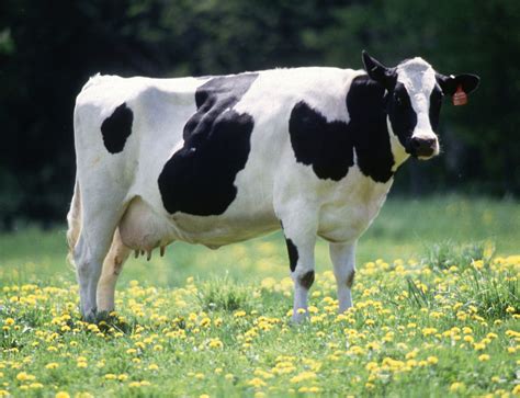file cow female black white wikipedia