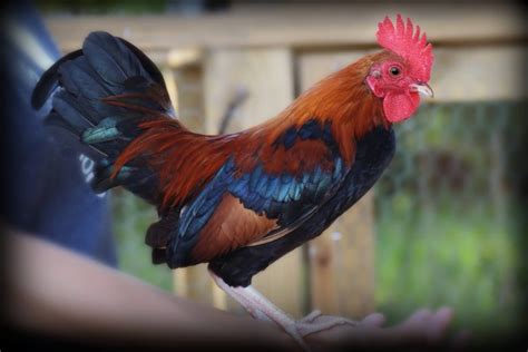 Black Breasted Red Old English Bantams Cackle Hatchery®