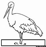 Stork Cegonha Colorir Patas Designlooter Endangered Birds Tudodesenhos Thecolor sketch template
