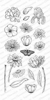 Impression Obsession Tara Caldwell Blooms Sketched Stamps Clear Spring sketch template