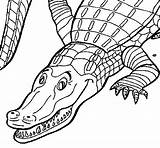 Crocodile Coloring Colorear Coloringcrew Gif Print sketch template